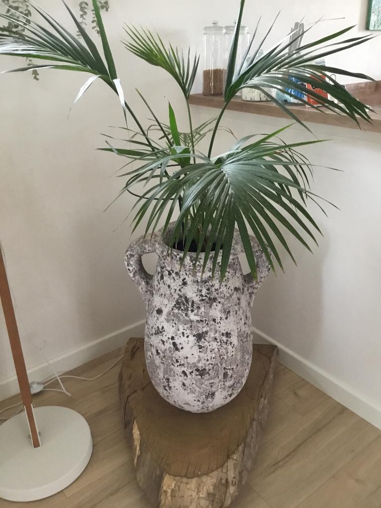 Palm in kruik en op standaard, Huis en Inrichting, Woonaccessoires | Vazen, Ophalen, Overige materialen, Overige kleuren, Zo goed als nieuw