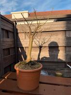 Acer Pseudoplatanus, Ophalen, Bloeit niet, Halfschaduw, Overige soorten