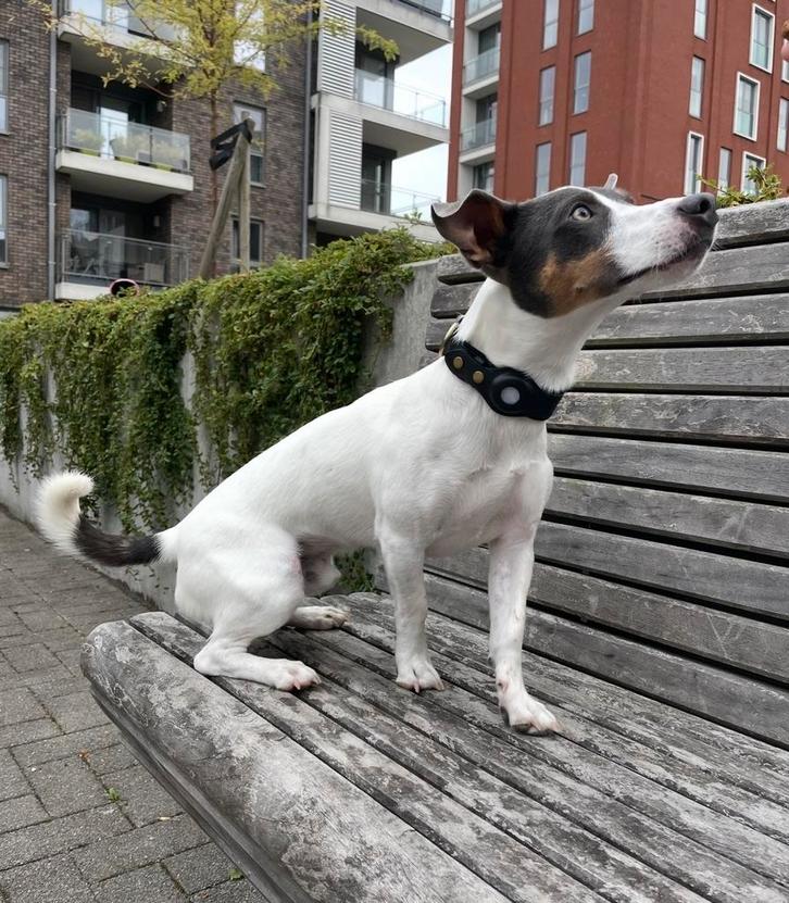 Voorraad honden halsbanden met apple airtag vakje, Dieren en Toebehoren, Hondenhalsbanden en Penningen, Nieuw, Ophalen of Verzenden