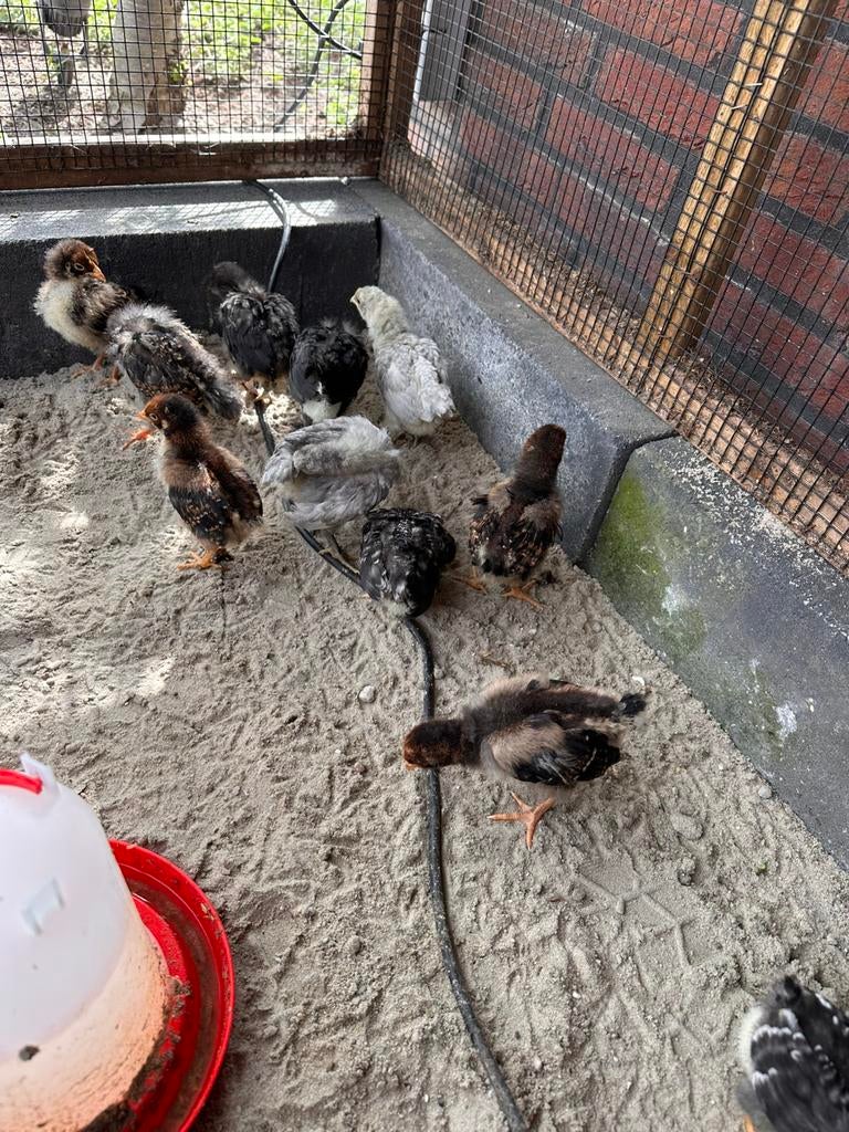 Marans, barnevelder, araucana,, Geslacht onbekend, Kip