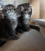 Russische Maine Coon Kitten, Kater, Met stamboom, 0 tot 2 jaar