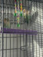 Tekoop.  Jonge koppel. Dwergpapagaai., Dieren en Toebehoren, Meerdere dieren, Parkiet, Tam