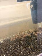 Thorichthys ellioti uit eigen kweek, Vis