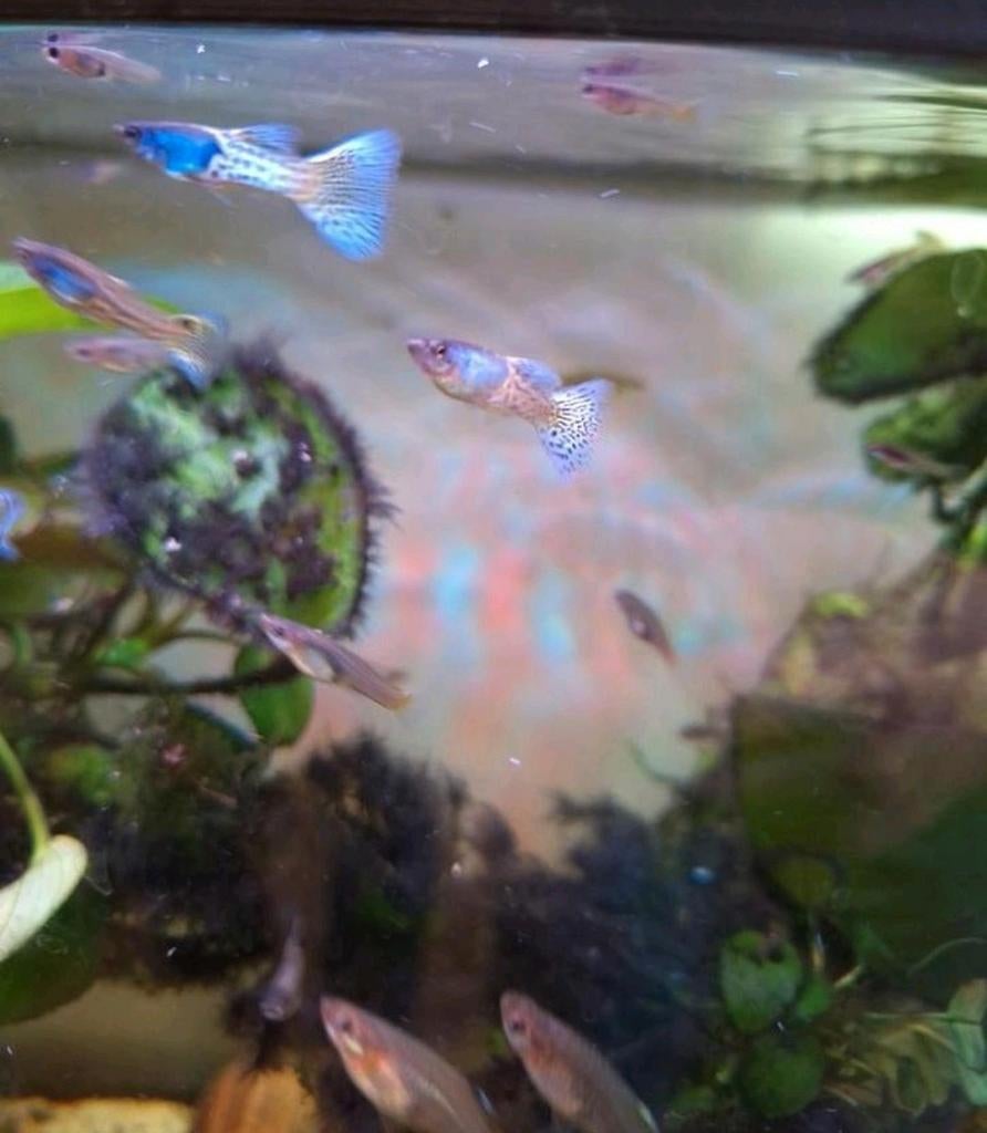 Metal Blue lace guppen, Dieren en Toebehoren, Vissen | Aquariumvissen, Vis, Zoetwatervis, Schoolvis