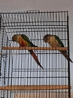 Te Koop Pyrrhura Nov 2025, Geslacht onbekend, Papegaai