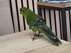 tamme kakariki baby te koop, Dieren en Toebehoren, Meerdere dieren, Parkiet, Tam