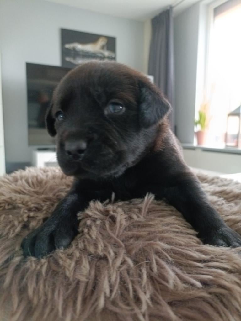 Schitterende labrador pups, 8 tot 15 weken, Labrador retriever, Meerdere, Meerdere dieren