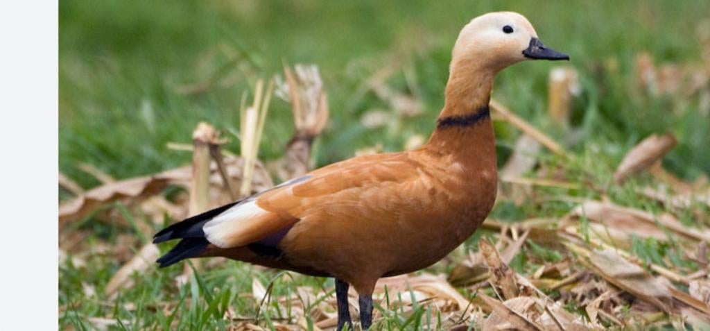 GEZOCHT Casarca vrouw, Dieren en Toebehoren, Pluimvee, Vrouwelijk, Gans of Zwaan
