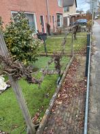 Robuuste Druivenboom - Perfect voor uw tuin, Tuin en Terras, Planten | Fruitbomen, Ophalen, Lente, Overige soorten, Volle zon