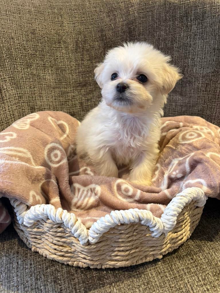 Laatste pup MINI maltipoo / toy poedel / maltezer, Poedel, Reu, 8 tot 15 weken, Parvo