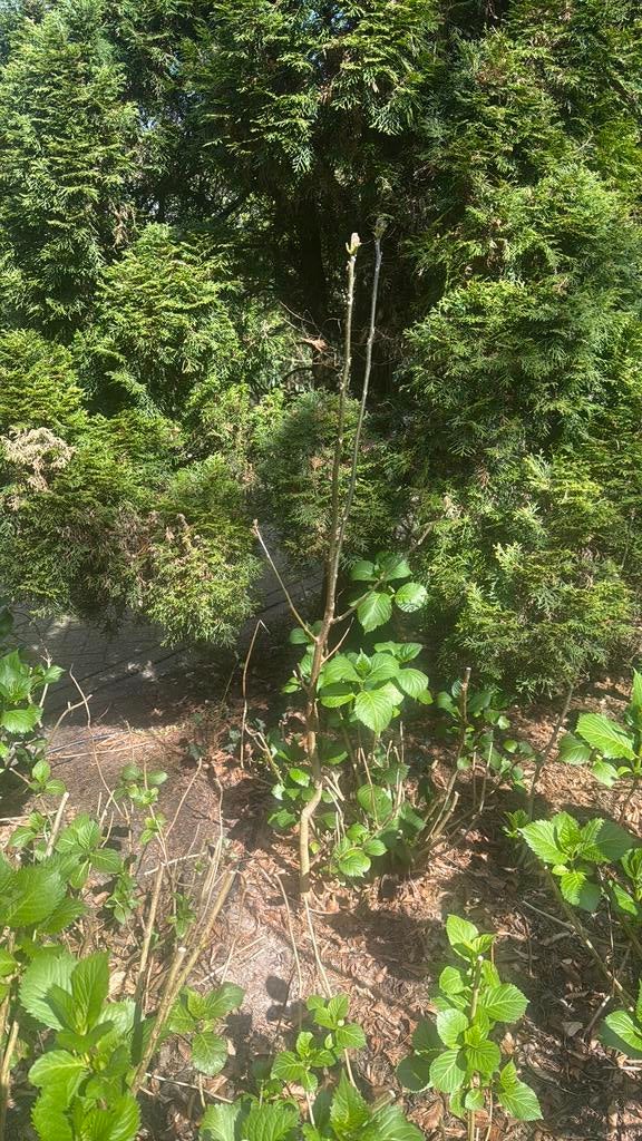 Walnoot eigen tuin 160 cm, Ophalen of Verzenden, Overige soorten, 100 tot 250 cm