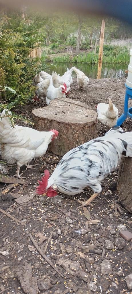 broedeieren, Dieren en Toebehoren, Pluimvee, Geslacht onbekend, Kip