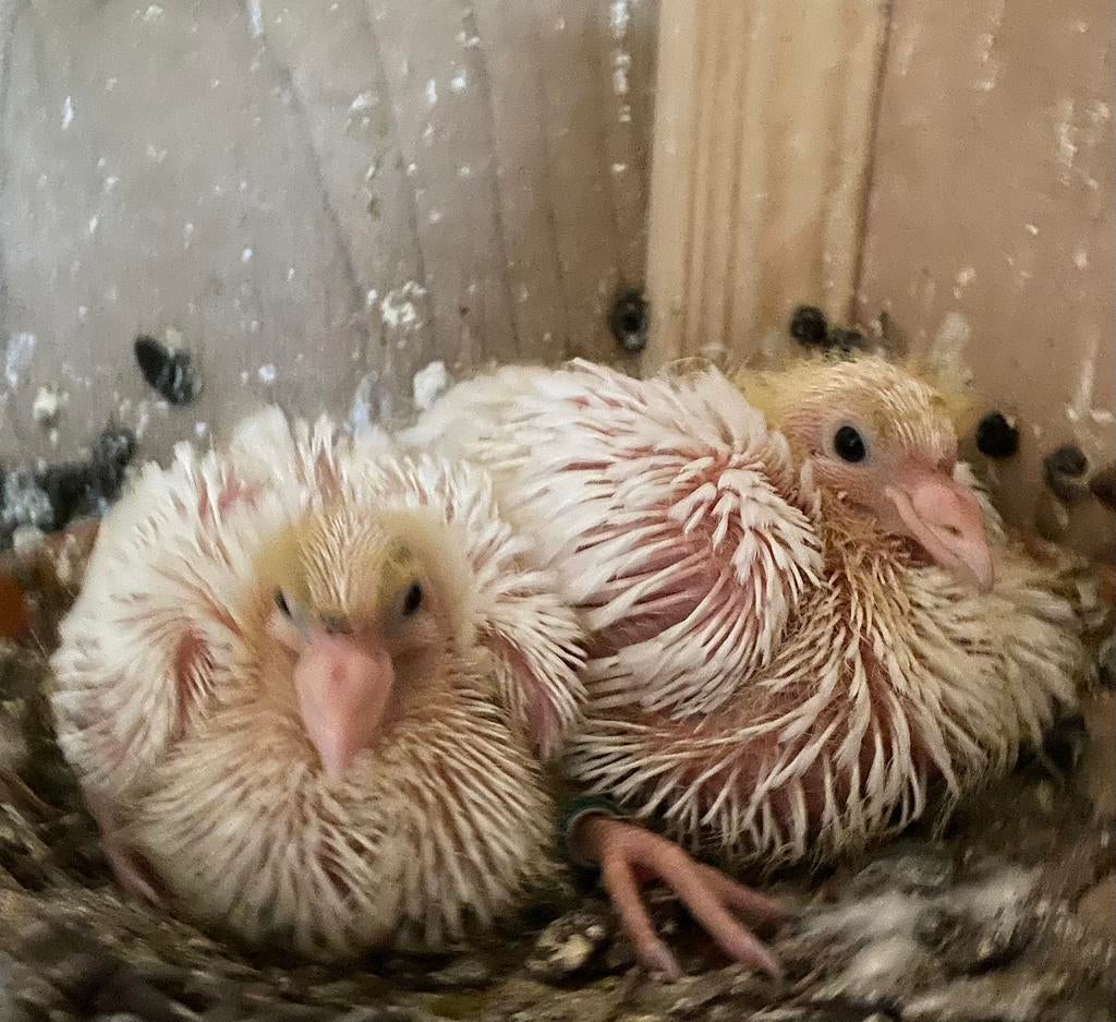 Witte postduiven piepertjes, Dieren en Toebehoren, Meerdere dieren, Postduif