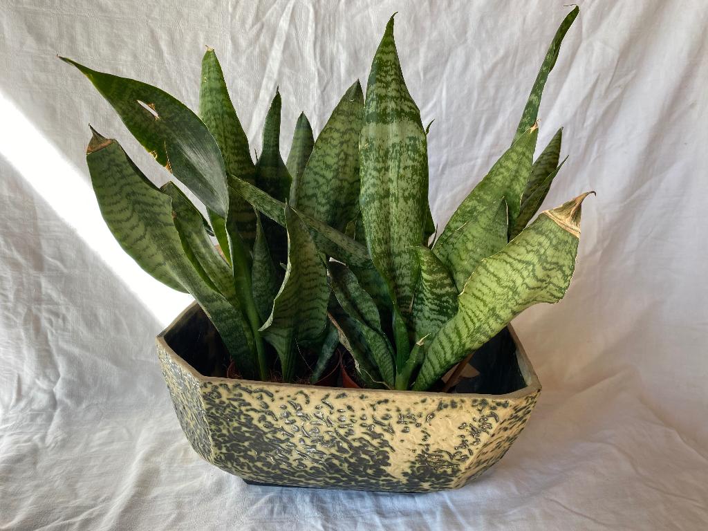 Vintage keramiek berkenbast plantenbak cactusbak, Ophalen of Verzenden