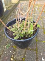 Hartgespan (Leonurus cardiaca) geneeskruid vaste plant, Ophalen of Verzenden, Overige soorten, Volle zon