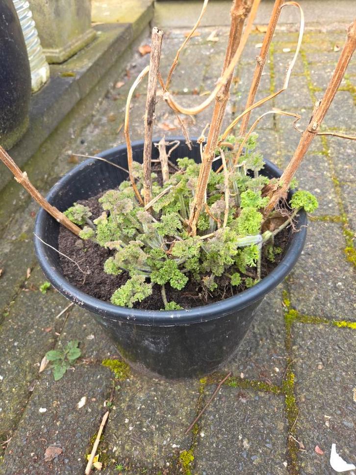 Hartgespan (Leonurus cardiaca) geneeskruid vaste plant, Tuin en Terras, Planten | Tuinplanten, Overige soorten, Volle zon, Ophalen of Verzenden