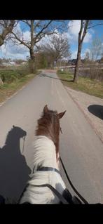 Verzorger/bijrijder aangeboden