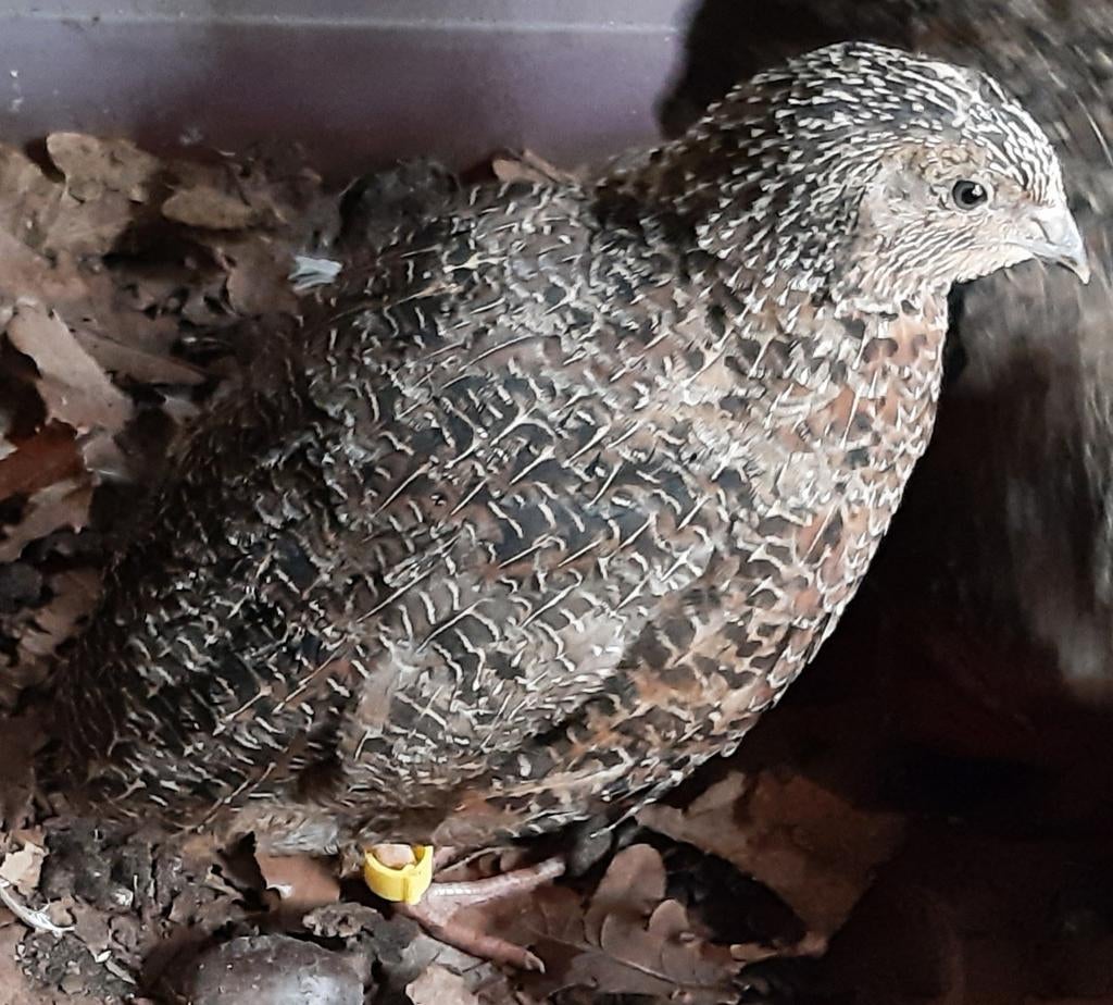 Japanse kwartel hanen, Dieren en Toebehoren, Pluimvee, Mannelijk, Overige soorten