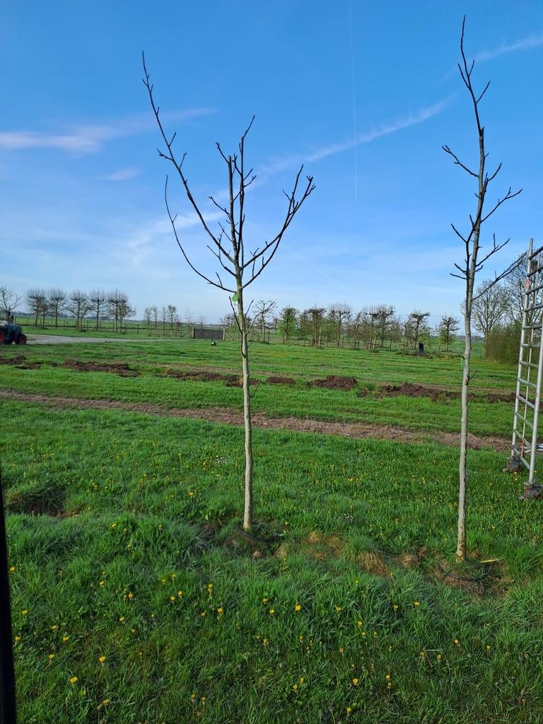 Walnoot stam omtrek 15/20 cm, Tuin en Terras, Planten | Bomen, Ophalen, Volle zon, Overige soorten