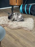 Erg tam en lief gecastreerd mannetje, Dieren en Toebehoren, Mannelijk, Dwerg, 0 tot 2 jaar