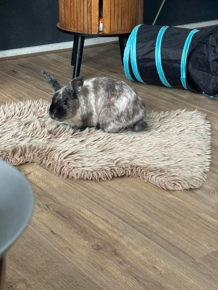 Erg tam en lief gecastreerd mannetje, Dieren en Toebehoren, Konijnen, Dwerg, Mannelijk, 0 tot 2 jaar