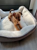 Yorkshire pup, Ophalen, Zo goed als nieuw