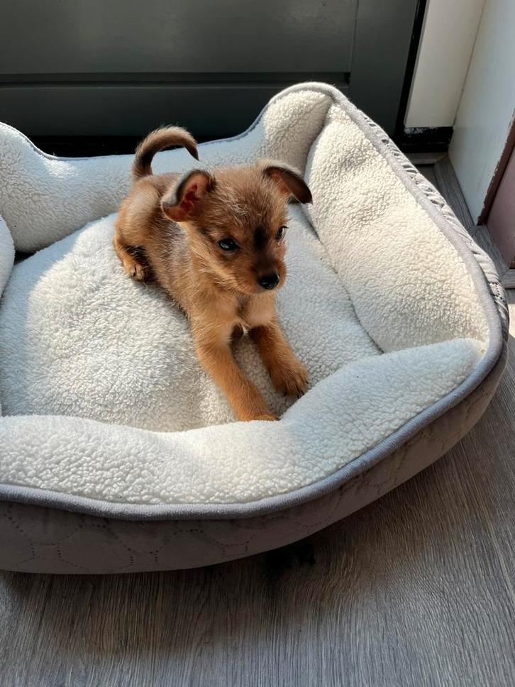 Yorkshire pup, Dieren en Toebehoren, Hondenmanden, Zo goed als nieuw, Ophalen