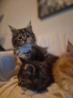 Mainecoon kittens maine coon poes kater XL, Meerdere dieren, Gechipt