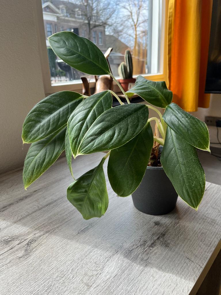 Philodendron plant, Huis en Inrichting, Kamerplanten, Ophalen, Overige soorten, Halfschaduw, In pot