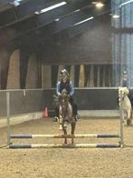 Zoeken verzorg pony/paarden, Dieren en Toebehoren, Met stamboom, Ruin, Dressuurpaard, L