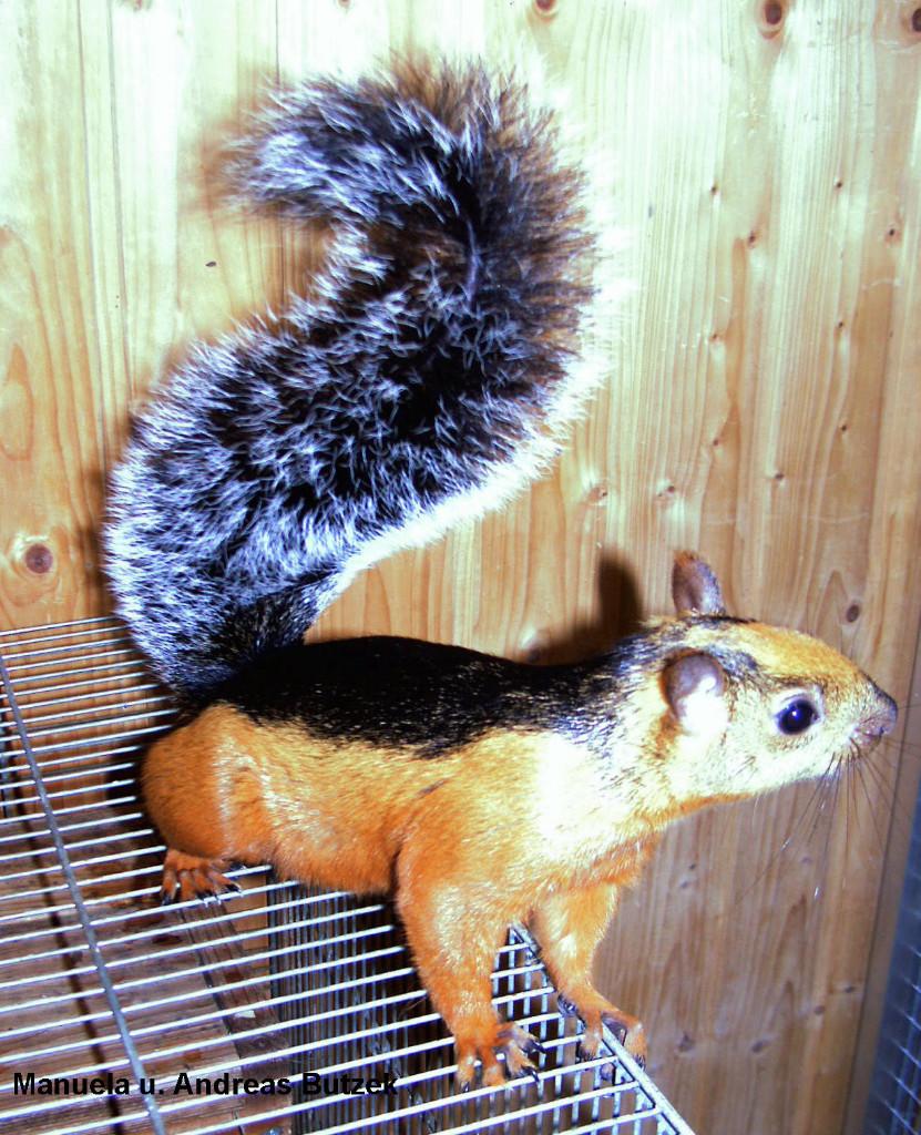 eekhoorn, Dieren en Toebehoren, November, Meerdere dieren, Overige typen, Tam