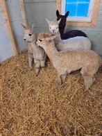 Alpaca merrie hengst alpacas, Mannelijk, Schaap