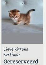 Britse korthaar kittens PAS OP oplichter actief!!!, Meerdere dieren