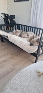 Honden sofa mand bed zwart, Ophalen