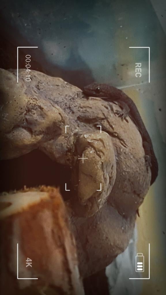 Aziatische huisgekko(tjiktjak) met terrarium en accesoires, Dieren en Toebehoren, Reptielen en Amfibieën | Toebehoren, Ophalen