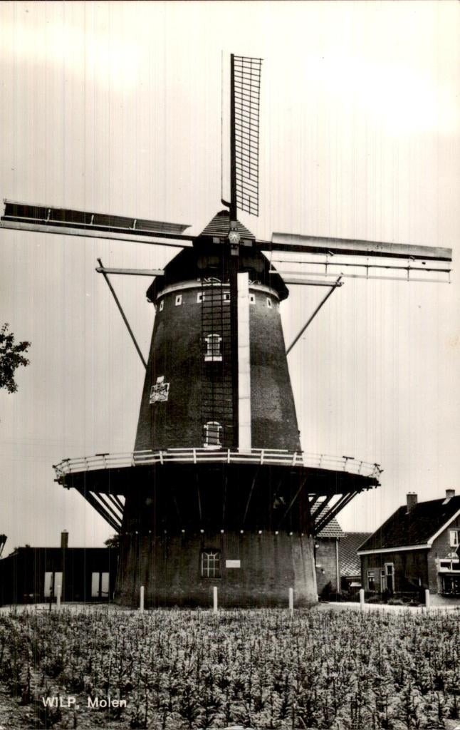 Wilp - Molen - Voorzijde, Verzamelen, Ansichtkaarten | Nederland, Ophalen of Verzenden, 1940 tot 1960, Ongelopen, Gelderland
