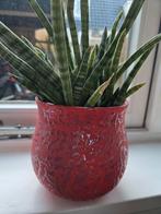 Gezocht des pots despots pot, Tuin en Terras, Bloempotten, Ophalen of Verzenden, Rond, Aardewerk, Minder dan 25 cm