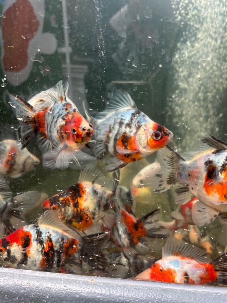 Japanse bol goudvis Tamasaba, Dieren en Toebehoren, Vissen | Vijvervissen, Goudvis(sen)