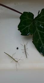 Wandelende takken, Wandelende tak