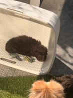Maltipoo pup choco reutje, Dieren en Toebehoren, 8 tot 15 weken, Parvo, Meerdere, Nederland