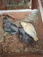 Jonge catharinas, Meerdere dieren, Parkiet, Geringd