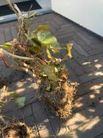 Hedera  moet weg., Tuin en Terras, Ophalen, Volle zon, Overige soorten, 100 tot 250 cm