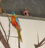 Turquosine en Bourkes Parkieten, Meerdere dieren, Parkiet