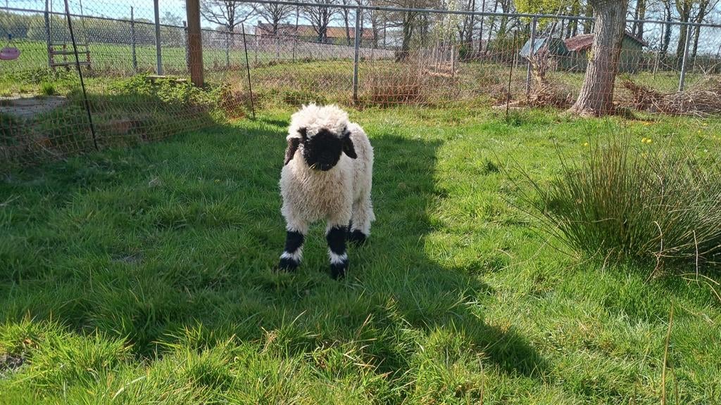 Walliser schwarznase ramlammeren - waaronder 1 fleslam, Mannelijk, Schaap, 0 tot 2 jaar