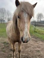 Palomino IJslander hengst 2 jaar, Dieren en Toebehoren, Paarden, Minder dan 160 cm, Met stamboom, 0 tot 2 jaar, Hengst