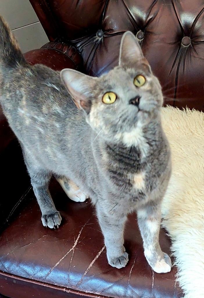 Prachtige poes Aly (gesteriliseerd), Poes, 0 tot 2 jaar