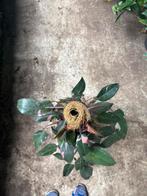 Philodendron Pink Princess met mosstok in 30cm pot, Ophalen of Verzenden