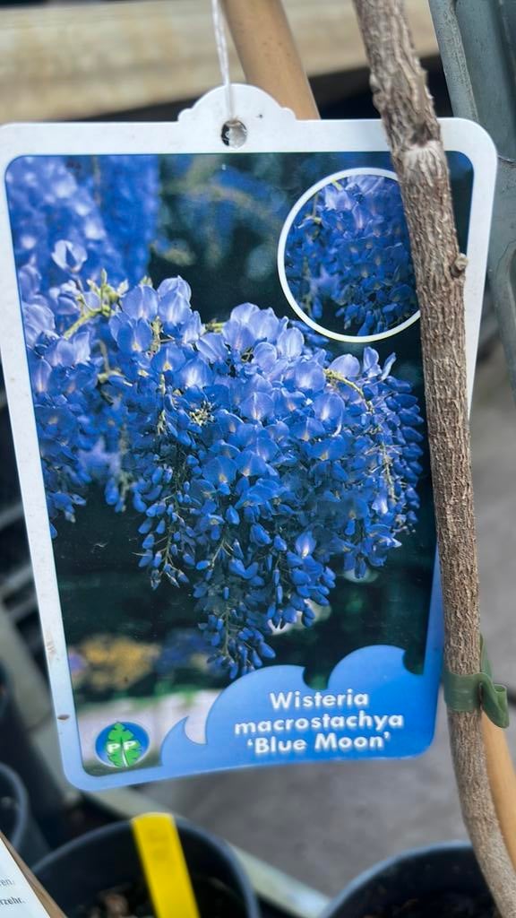 Blauwe, regens , druif, clematis , Hedera 175/200 cm, Tuin en Terras, Planten | Tuinplanten, Ophalen