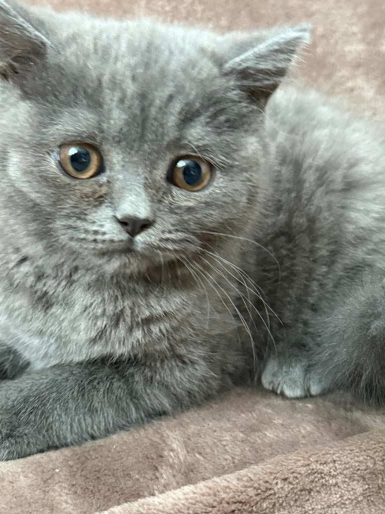 1 poesje (blauwe) en 1 katertje Brits Korthaar – super lief, Meerdere dieren, Ontwormd