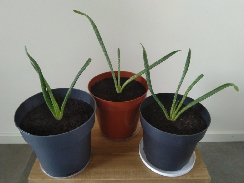 Aloë Vera plant, gewortelde stekken, prijs per stuk, Huis en Inrichting, Kamerplanten, Ophalen, Halfschaduw, Minder dan 100 cm